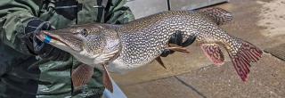 Tagged northern pike