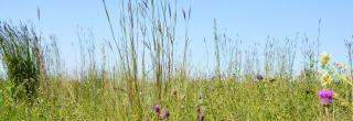 Native prairie