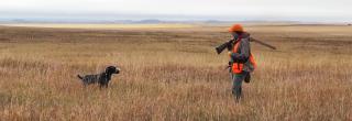 Woman and dog pheasant hunting