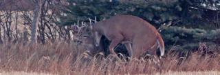 Locked white-tailed bucks