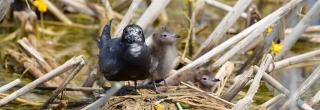 Black tern parent and chicks