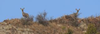 Mule deer does on hilltop