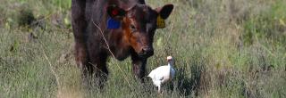 Calf following cattle egret