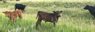 Cows in prairie grass