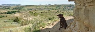 Fin in the Badlands