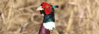 Pheasant