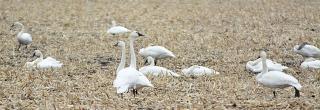 Tundra swans resting in field