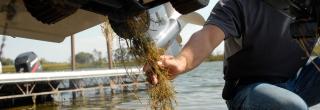 Boater removing vegetation from boat trailer