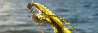 Curly leaf pondweed caught on a fish hook