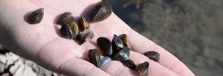 Hand holding several zebra mussels