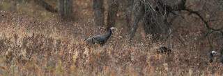 Turkey walking in brush