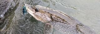 Northern pike on hook