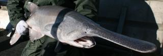 Paddlefish