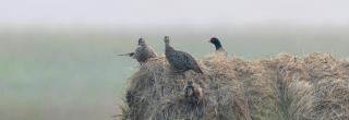 Pheasants sitting on hay bail