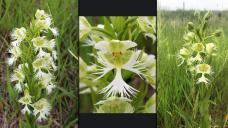 western prairie fringed orchid 