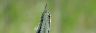 American Bittern head from underneath 