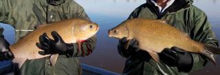 Bigmouth buffalo (left), smallmouth buffalo (right)