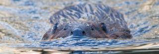 Beaver swimming towards camera