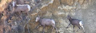 Three bighorn sheep walking along steep slope in badlands