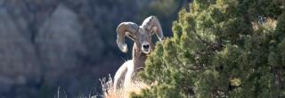 Bighorn ram behind cedar tree