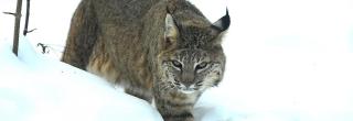 Bobcat walking in snow