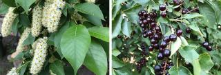 Chokecherry (flowers left, berries right)