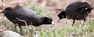 Coots foraging in grass