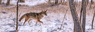 Coyote trotting through snow