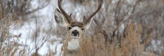 Mule deer buck