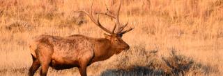 Bull elk