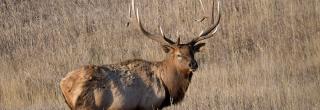 Bull elk