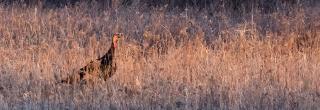 Turkey in tall brown vegetation