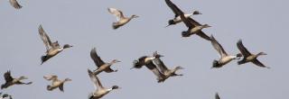 Pintails