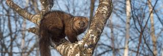 Fisher in tree