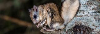 Flying Squirrel Fact Sheet