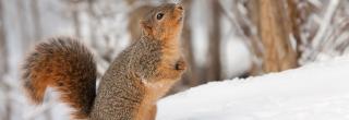 Fox Squirrel