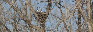 Canada geese sitting in bald eagle nest