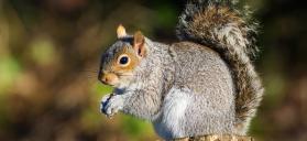 Gray Squirrel on stump