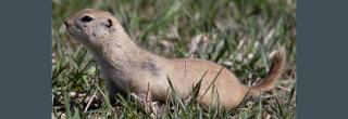 Richardson's ground squirrel