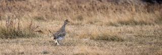 Sharp-tailed grouse in grass
