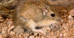 Hispid Pocket Mouse