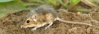 Plains Pocket Mouse