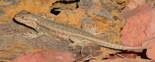 Sagebrush lizard 