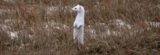 Weasel with white winter coat