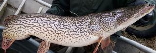 Pike with leopard coloration