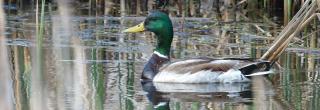 Mallard drake