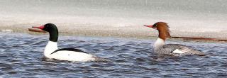 Common merganser pair