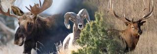 Moose, bighorn sheep, elk