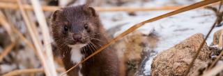 Wet mink in snow