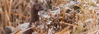 Mink in winter